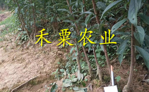新疆李子苗報(bào)價(jià)__新品種李子樹苗批發(fā)行情。