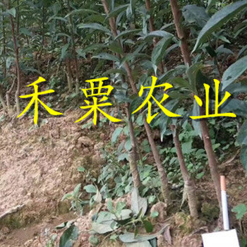 湖南株洲李子苗批發(fā)__特晚熟李子樹苗廠家。