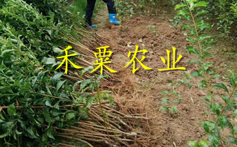云南麗江李子苗新品種價(jià)格__1-3公分李子樹苗什么時(shí)候移栽好？