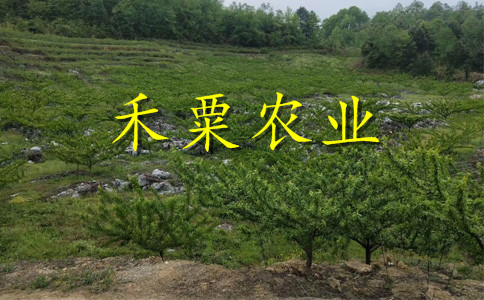 云南大理李子苗批發(fā)基地__李子樹苗基地報(bào)價(jià)。