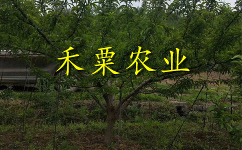 貴州貴陽李子苗價格__新品種李子樹苗批發(fā)行情。