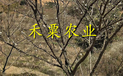 貴州黔西南哪里有李子苗批發(fā)__2公分李子樹(shù)苗繁育基地。