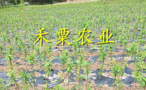 新疆李子苗供應(yīng)商__嫁接李子樹苗培育基地。
