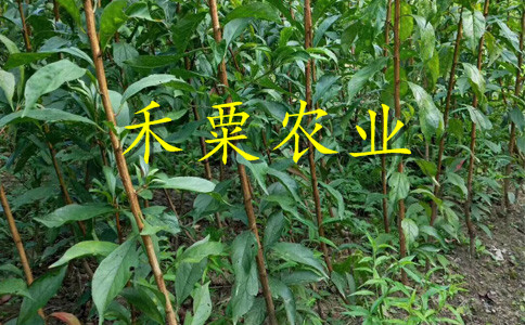湖南邵陽(yáng)李子苗哪里有賣__2公分李子樹苗繁育基地。