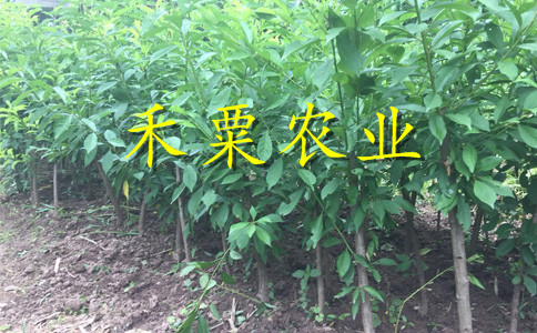云南楚雄李子苗多少錢一根苗__特早熟李子樹苗新品種價格。