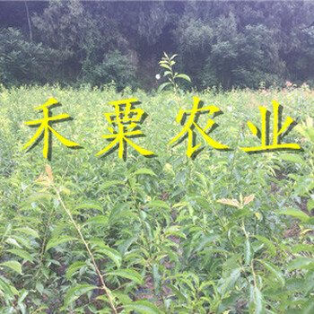 山東李子苗供應商__產(chǎn)量高李子樹苗廠家。