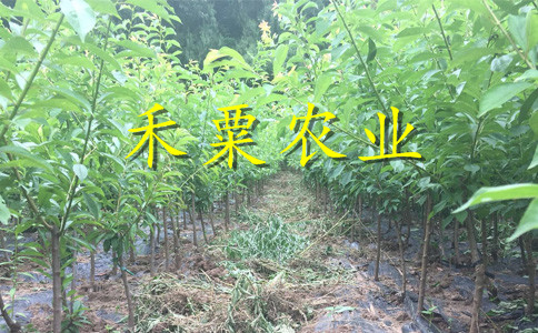 貴州六盤水李子苗供應(yīng)商__李子樹苗基地報價。