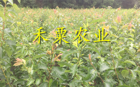新疆李子苗供應(yīng)商__嫁接李子樹苗培育基地。