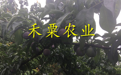 新疆李子苗報(bào)價(jià)__新品種李子樹苗批發(fā)行情。