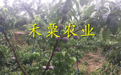 四川阿壩李子苗銷售__新品種李子樹苗批發(fā)行情。