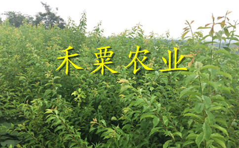廣西李子苗批發(fā)__種植李子樹苗批發(fā)價格。