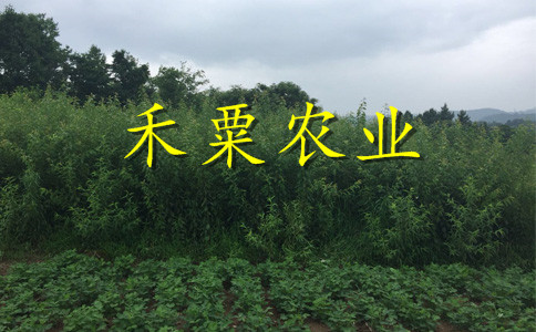 四川阿壩李子苗銷售__新品種李子樹苗批發(fā)行情。