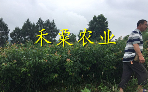 云南楚雄李子苗多少錢一根苗__特早熟李子樹苗新品種價格。