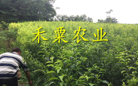 湖南懷化李子苗批發(fā)__3年李子樹苗價(jià)格低。