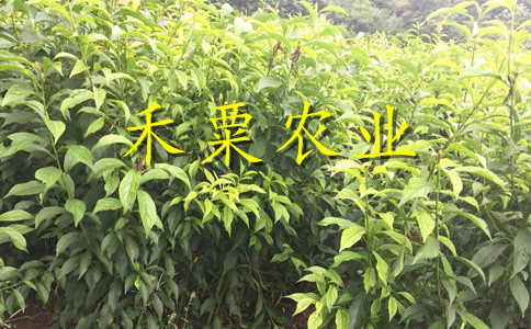 廣西來賓李子苗價(jià)格__特早熟李子樹苗新品種價(jià)格。