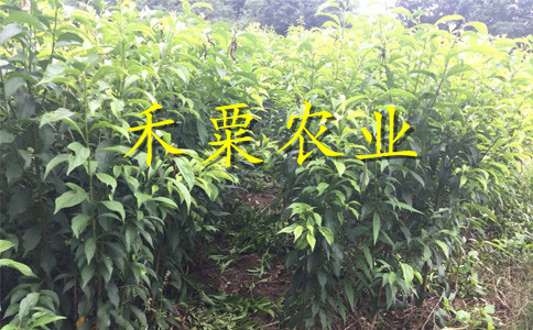 四川廣安李子苗新品種價(jià)格__早熟李子樹苗幾年結(jié)果。