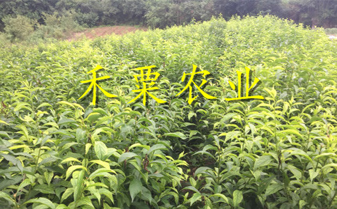 貴州六盤水李子苗供應(yīng)商__李子樹苗基地報價。