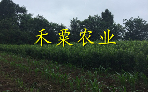 湖南李子苗批發(fā)哪家好__2年李子樹(shù)苗栽培技術(shù)與管理。
