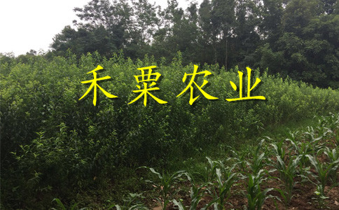 貴州黔西南哪里有李子苗批發(fā)__2公分李子樹(shù)苗繁育基地。