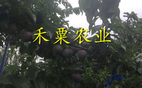 云南李子苗供應(yīng)商__晚熟李子樹苗李子樹苗種植時間。