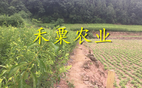 重庆巫溪李子苗新品种介绍__次年挂果李子树苗价格低。