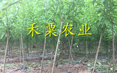 云南楚雄李子苗多少錢一根苗__特早熟李子樹苗新品種價格。