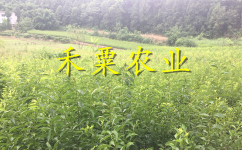 河南李子苗批發(fā)基地__特晚熟李子樹苗廠家。