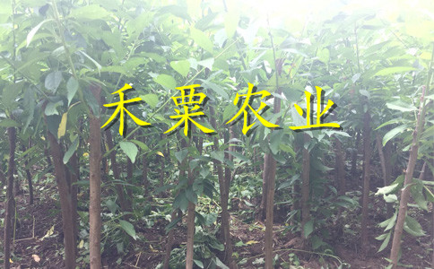 貴州六盤水李子苗供應(yīng)商__李子樹苗基地報價。