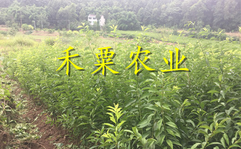 湖南邵陽(yáng)李子苗哪里有賣__2公分李子樹苗繁育基地。