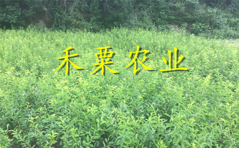 湖南李子苗批發(fā)哪家好__2年李子樹(shù)苗栽培技術(shù)與管理。