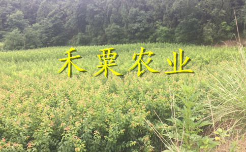 云南李子苗供應(yīng)商__晚熟李子樹苗李子樹苗種植時間。