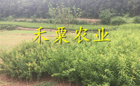 河南李子苗報價__次年掛果李子樹苗李子樹苗種植時間。