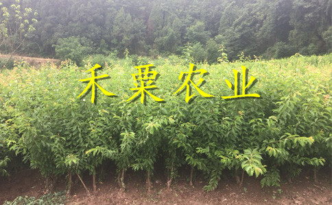 新疆李子苗供應(yīng)商__嫁接李子樹苗培育基地。