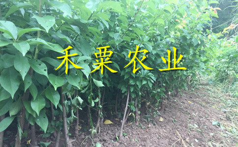 廣東李子苗供應(yīng)商__嫁接李子樹(shù)苗培育基地。