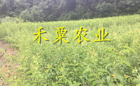 四川廣安李子苗新品種價(jià)格__早熟李子樹苗幾年結(jié)果。