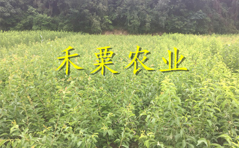 廣東李子苗供應(yīng)商__嫁接李子樹(shù)苗培育基地。