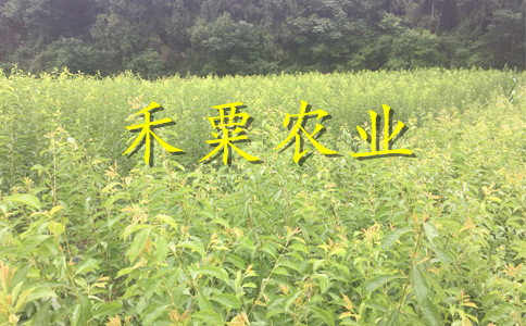 四川雅安李子苗批發(fā)__苗圃李子樹苗培育基地。
