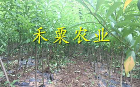 陜西李子苗價格__李子樹苗種植技術(shù)。