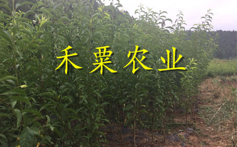 廣西來賓李子苗價(jià)格__特早熟李子樹苗新品種價(jià)格。