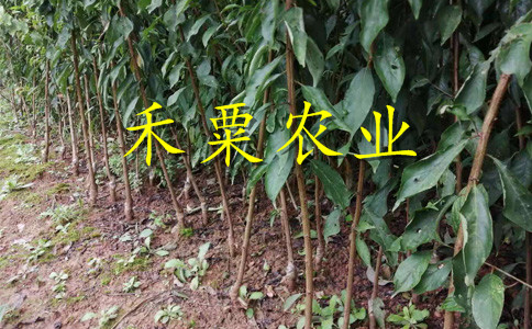 貴州黔西南哪里有李子苗批發(fā)__2公分李子樹(shù)苗繁育基地。
