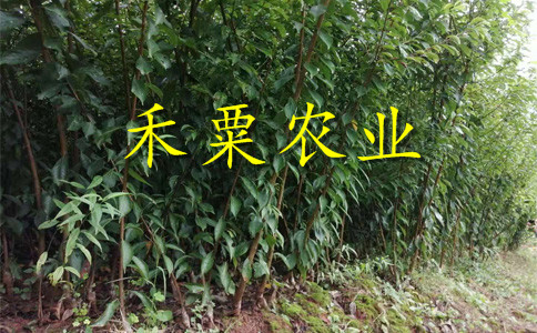 重庆丰都李子苗供应商__李子树苗种植几年能挂果？