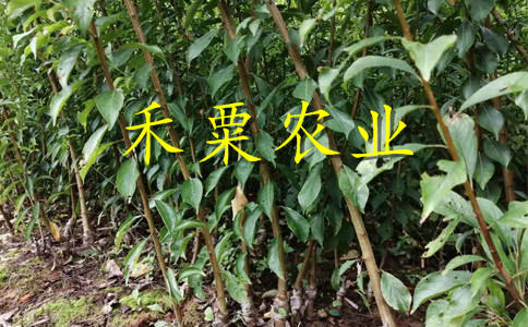 重慶李子苗供應(yīng)商__矮化李子樹苗批發(fā)行情。