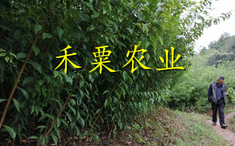 甘肅李子苗基地__李子樹苗種植幾年能掛果？