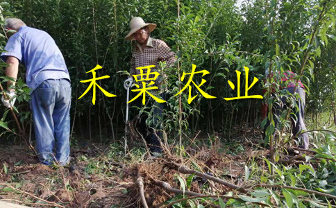 廣東李子苗供應(yīng)商__嫁接李子樹(shù)苗培育基地。