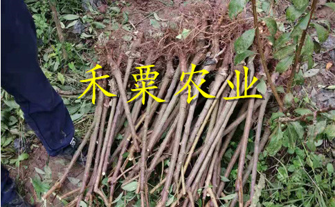 湖南株洲李子苗新品種介紹__次年掛果李子樹苗李子樹苗種植時間。