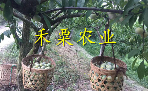 云南曲靖李子苗新品種價格__2年李子樹苗栽培技術(shù)與管理。