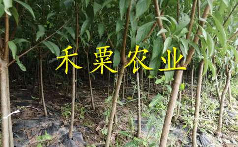 重庆丰都李子苗供应商__李子树苗种植几年能挂果？