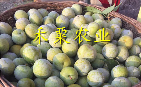 湖北天門李子苗供應(yīng)商__早熟李子樹苗幾年結(jié)果。