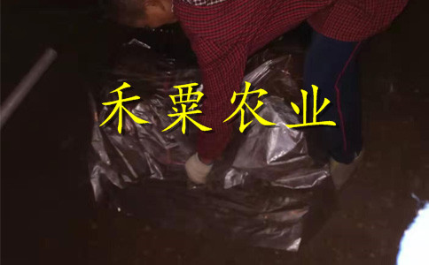 新疆李子苗供應(yīng)商__嫁接李子樹苗培育基地。