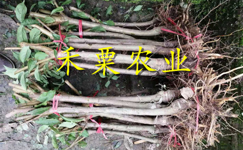 湖南懷化李子苗批發(fā)__3年李子樹苗價(jià)格低。